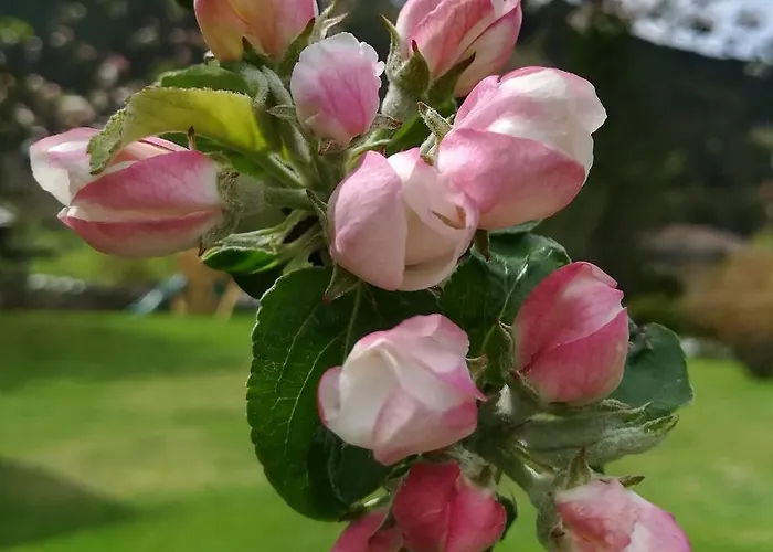 Haus Gartner 6 - 8 Personen Appartement